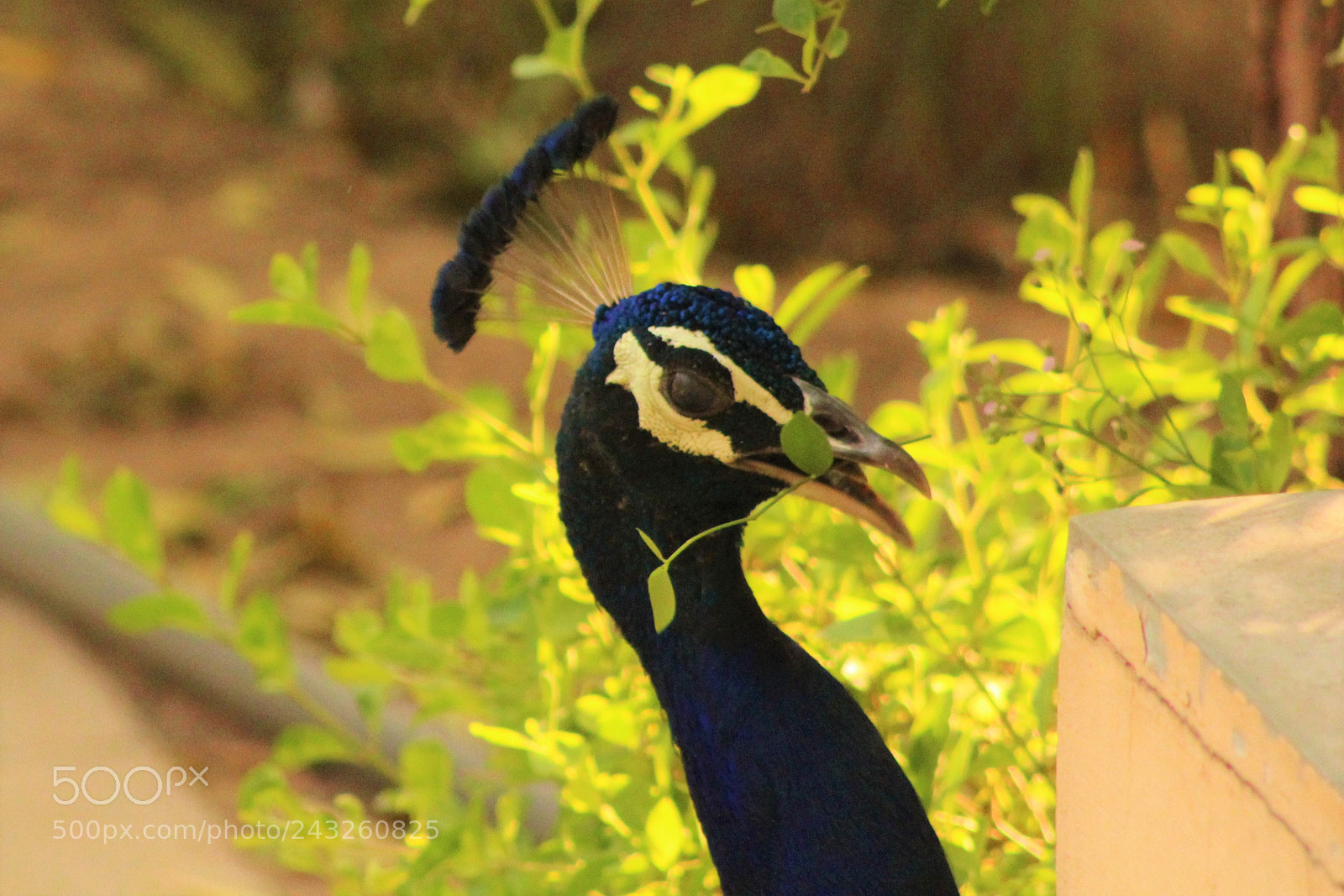 Canon EOS 1200D (EOS Rebel T5 / EOS Kiss X70 / EOS Hi) sample photo. Peacock having lunch photography