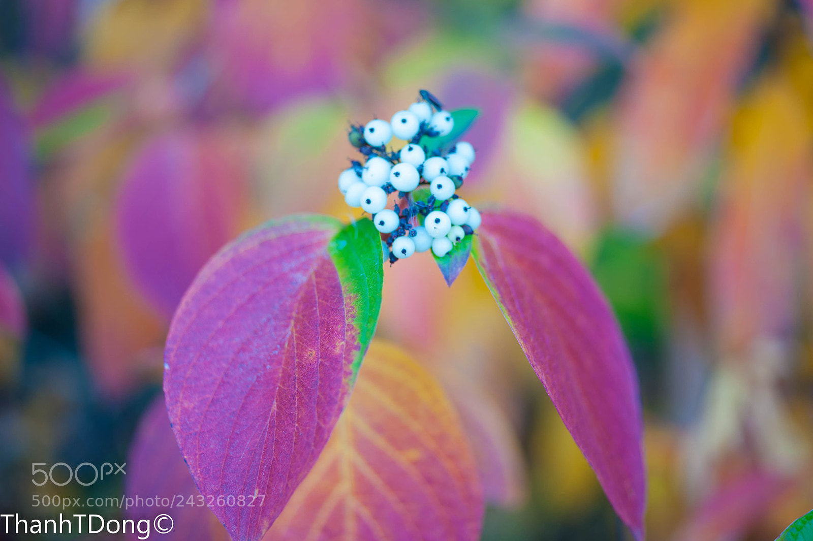 Nikon D700 sample photo. 55 mm photography