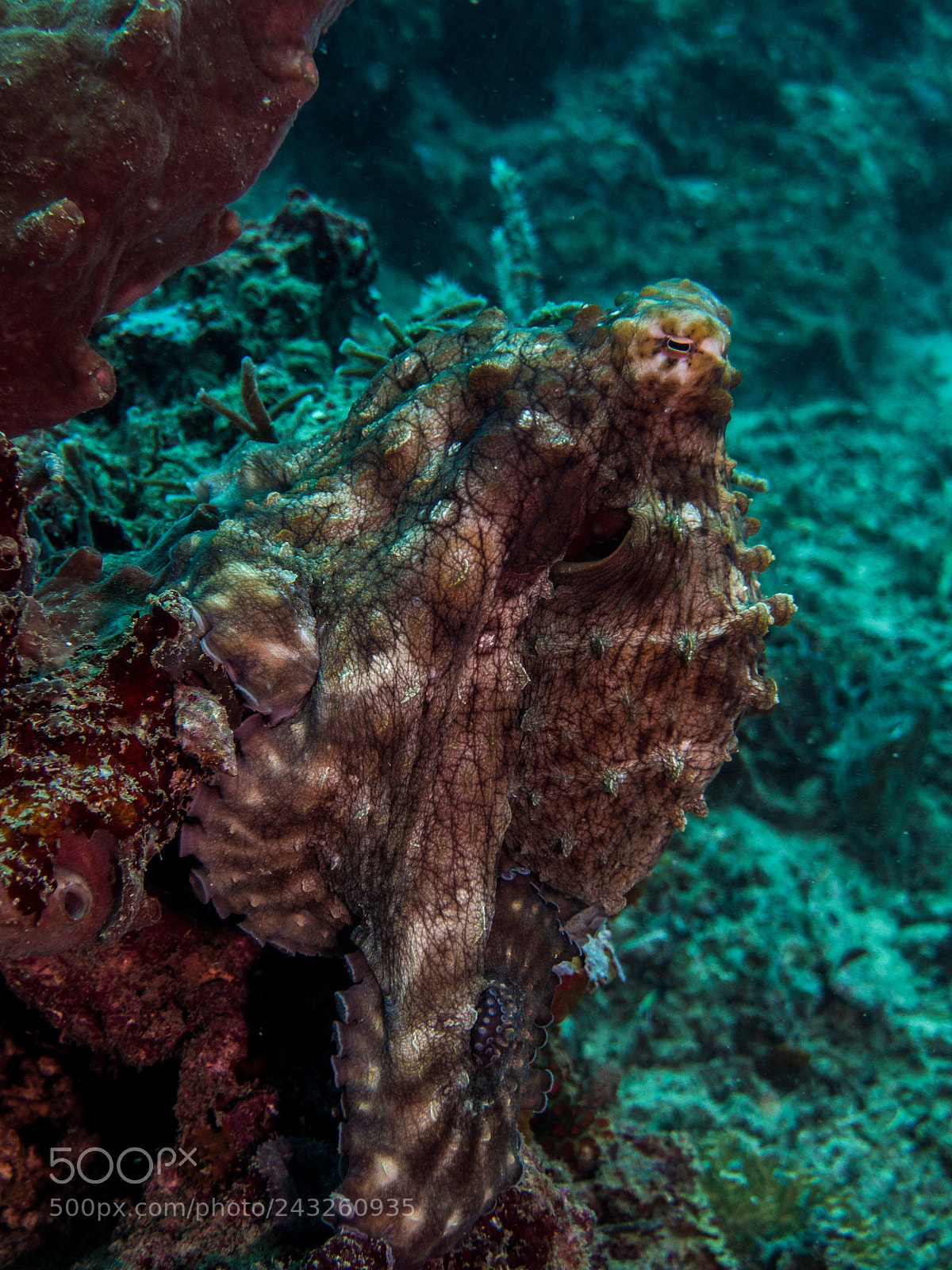 Olympus OM-D E-M10 sample photo. Octopus photography