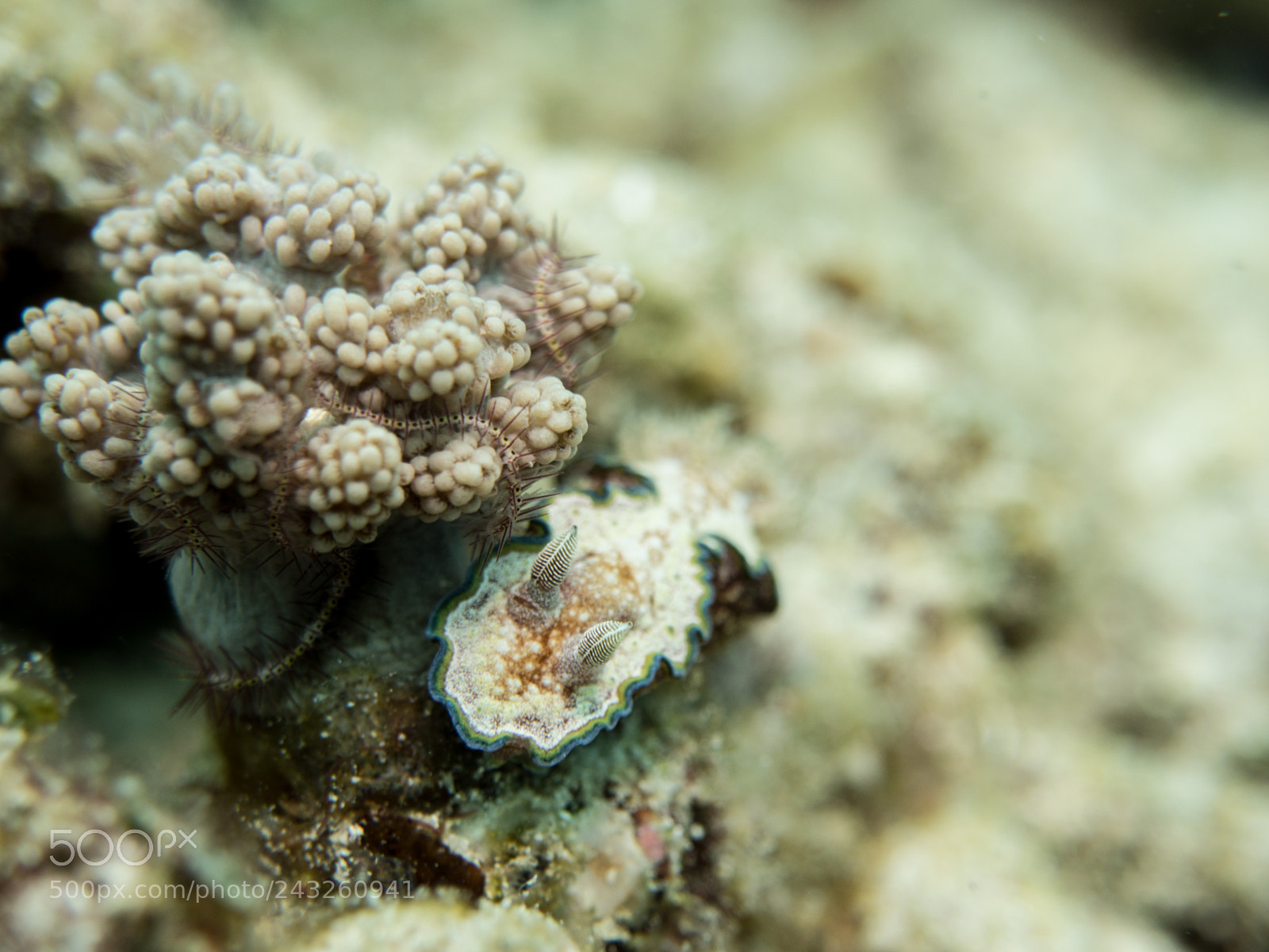 Olympus OM-D E-M10 sample photo. Nudibranch photography