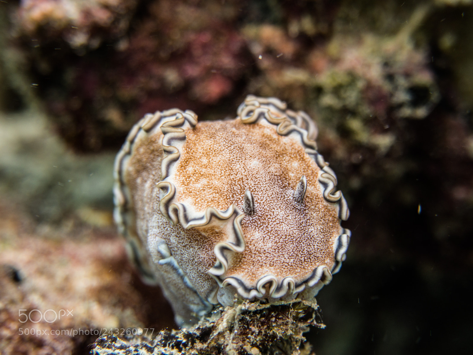 Olympus OM-D E-M10 sample photo. Nudibranch glossodoris cinta photography
