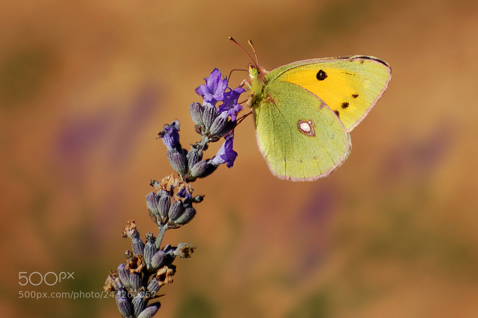 Nikon D40 sample photo. Libando photography