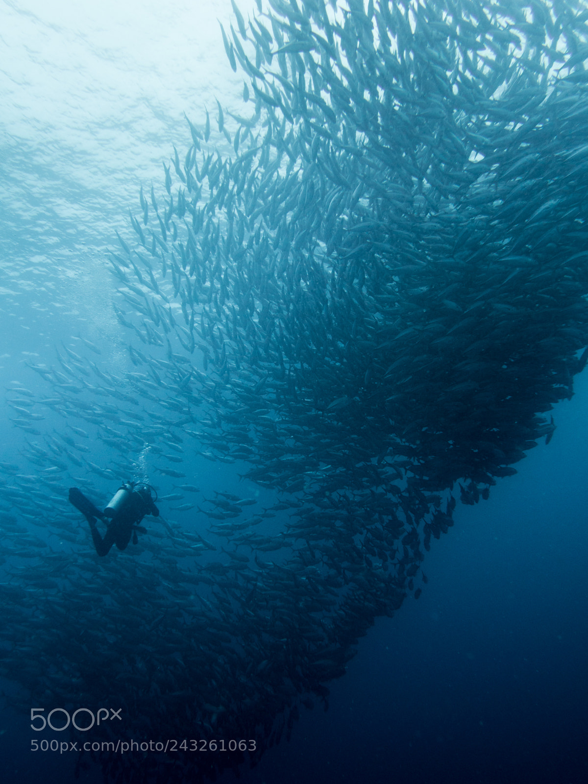 Olympus OM-D E-M10 sample photo. Schooling fish and diver photography