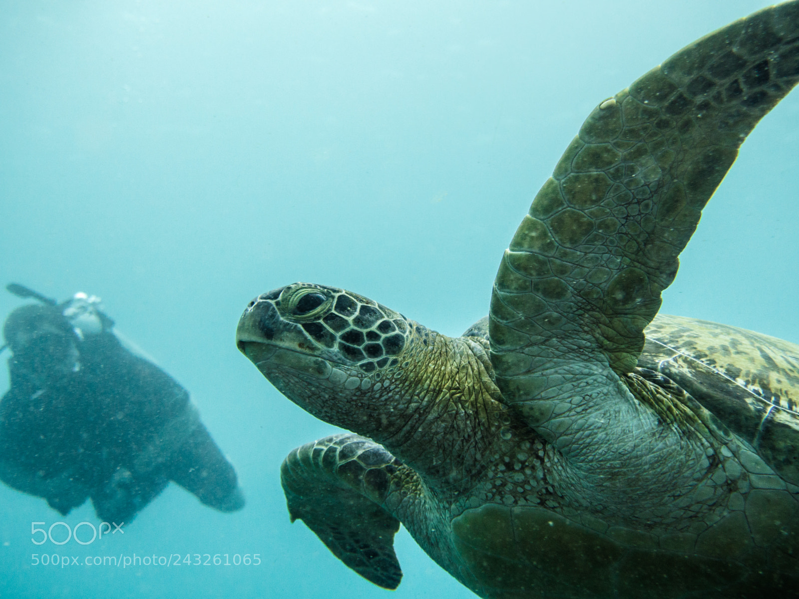 Olympus OM-D E-M10 sample photo. Green turtle swimming photography
