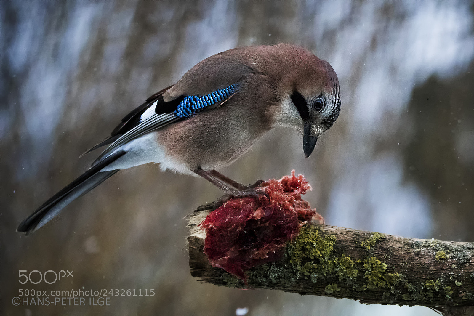 Canon EOS 7D Mark II sample photo. Meatlover photography