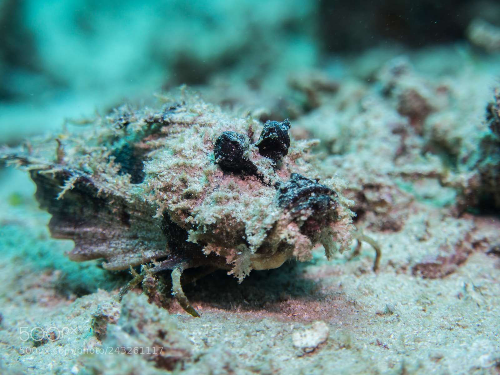 Olympus OM-D E-M10 sample photo. Spiny devil fish photography