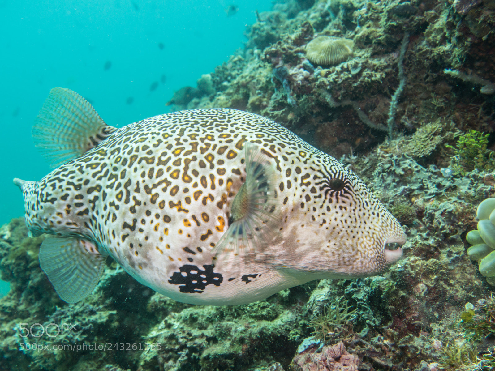 Olympus OM-D E-M10 sample photo. Pufferfish photography