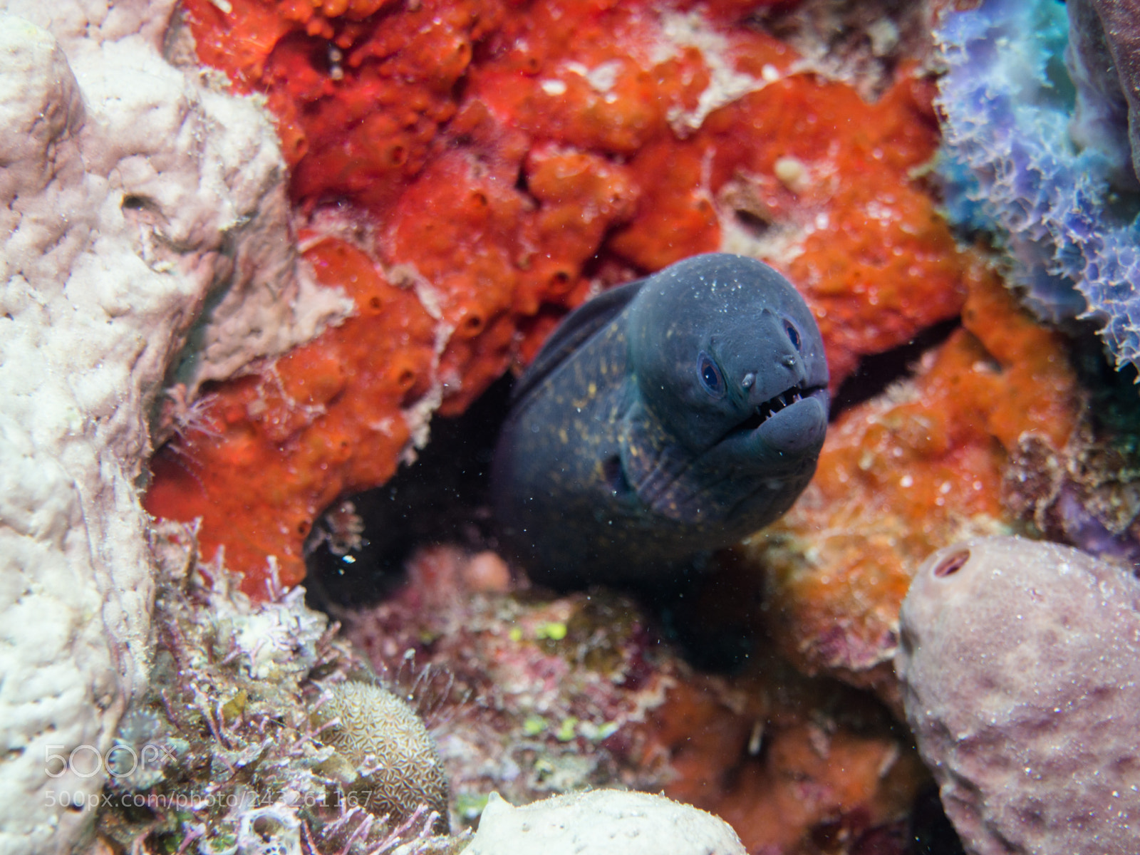 Olympus OM-D E-M10 sample photo. Moray eel photography