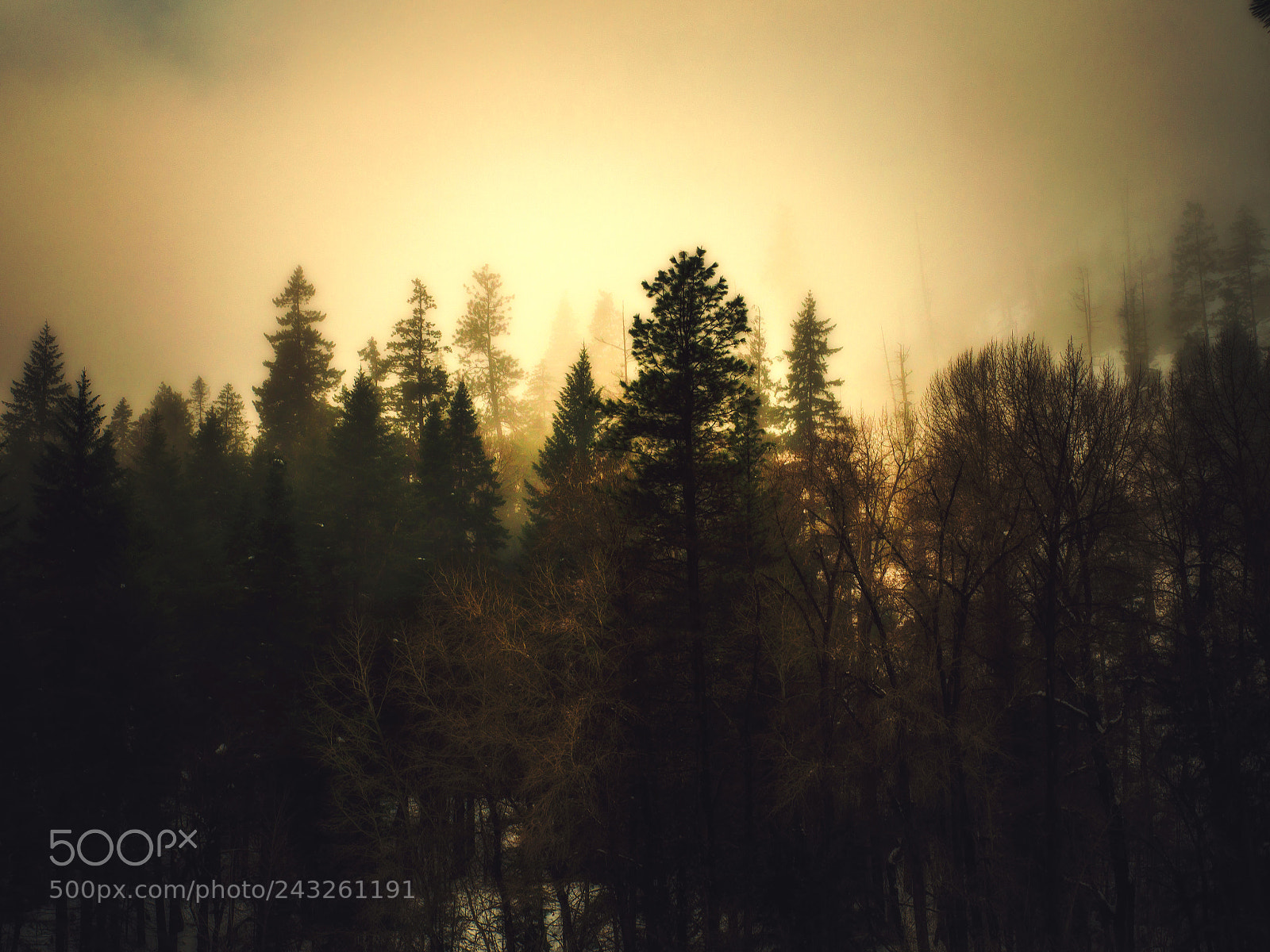 Olympus OM-D E-M10 sample photo. A dark golden morning photography