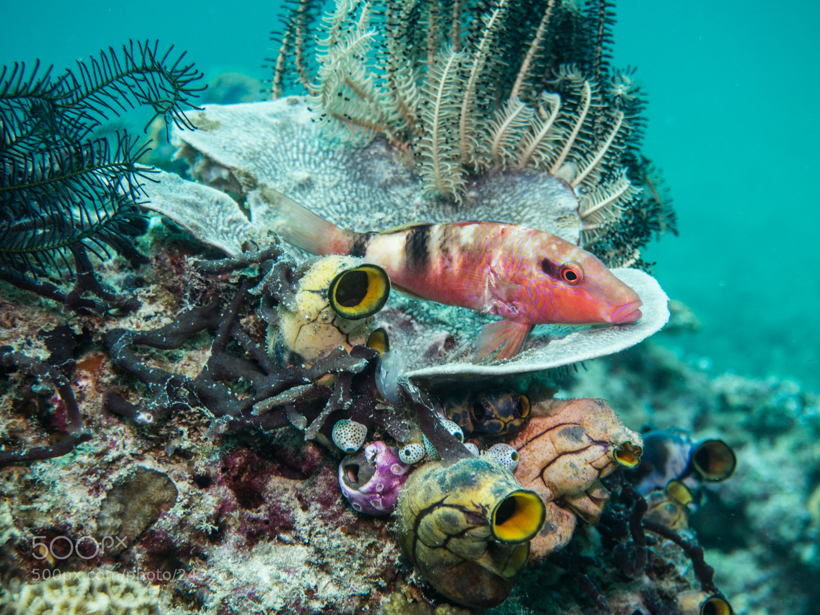 Olympus OM-D E-M10 sample photo. Fish on coral photography