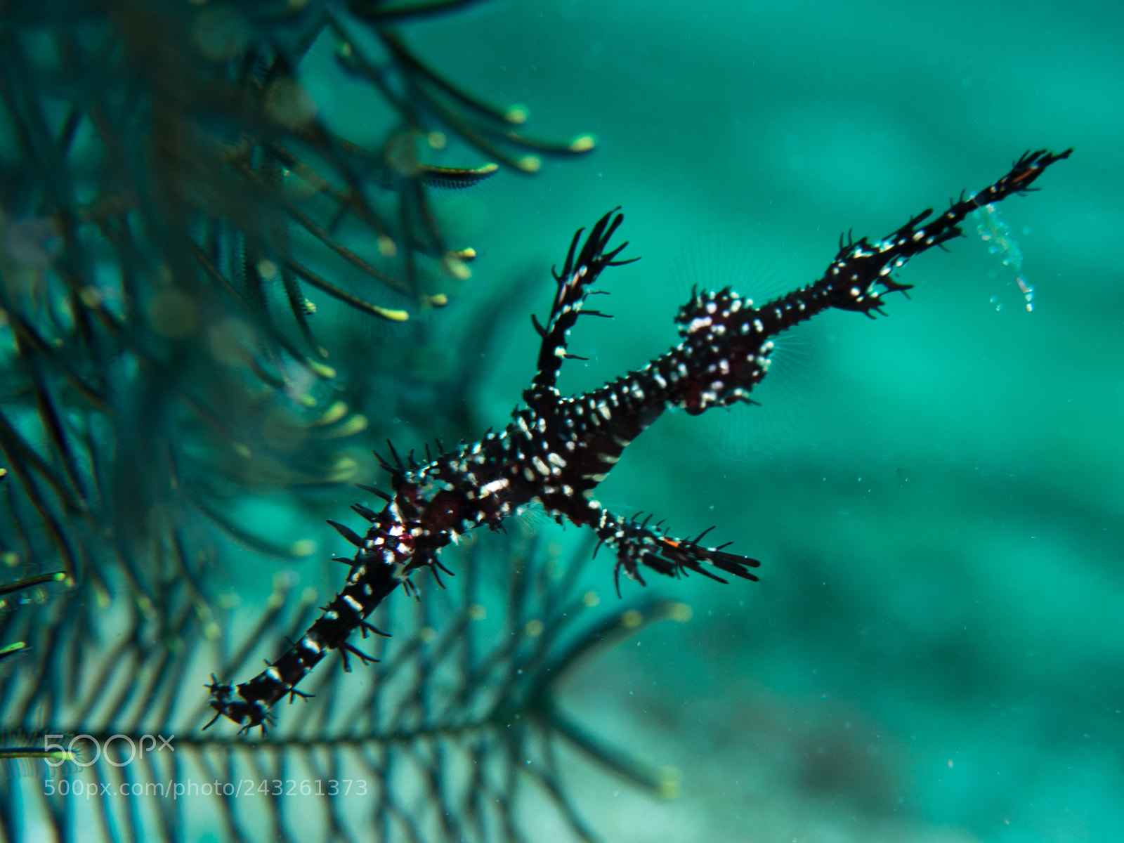 Olympus OM-D E-M10 sample photo. Ghostpipe fish photography