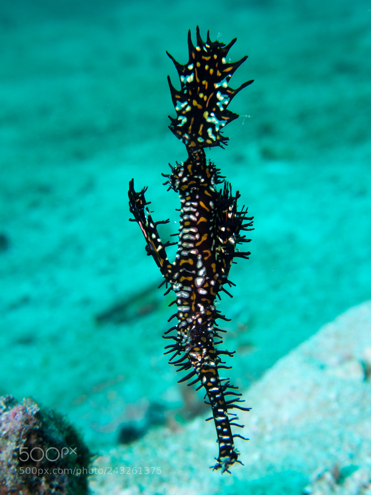 Olympus OM-D E-M10 sample photo. Ghost pipefish photography