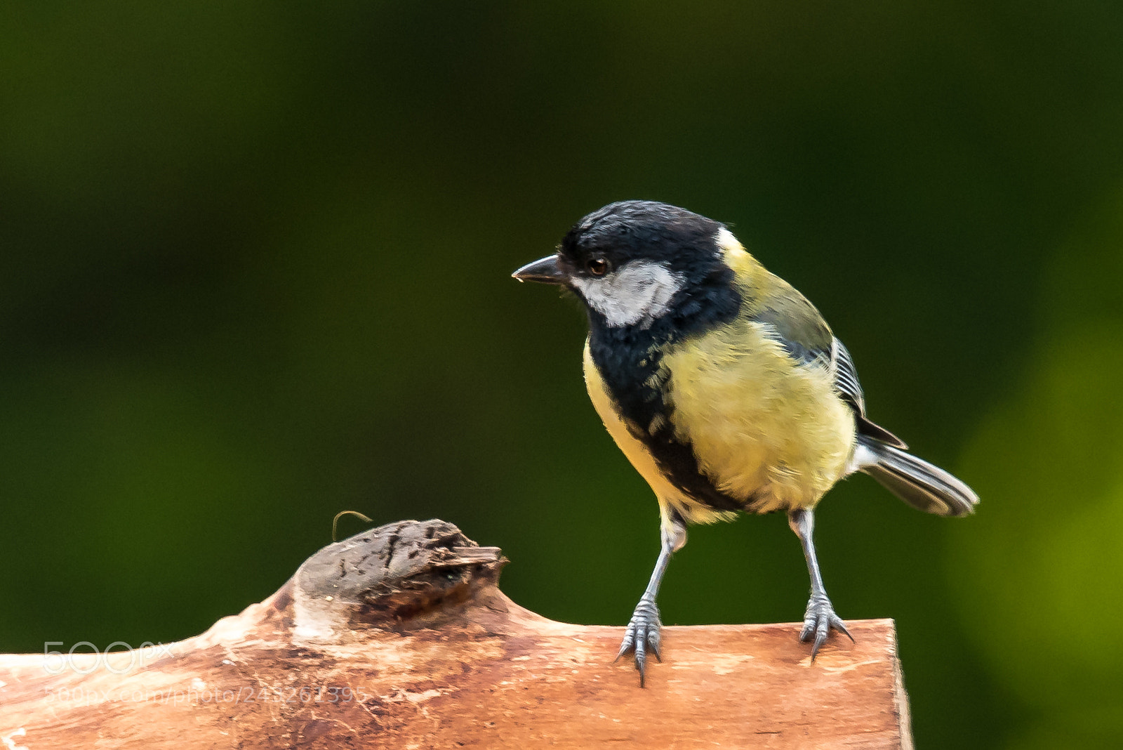 Nikon D810 sample photo. Great tit photography