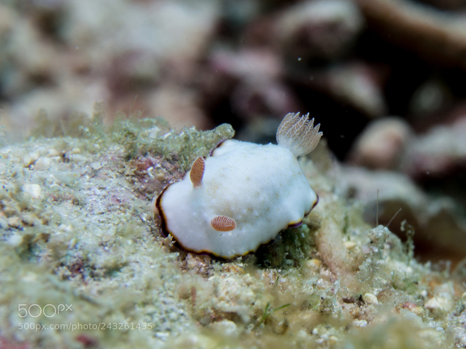 Olympus OM-D E-M10 sample photo. Nudibranch photography