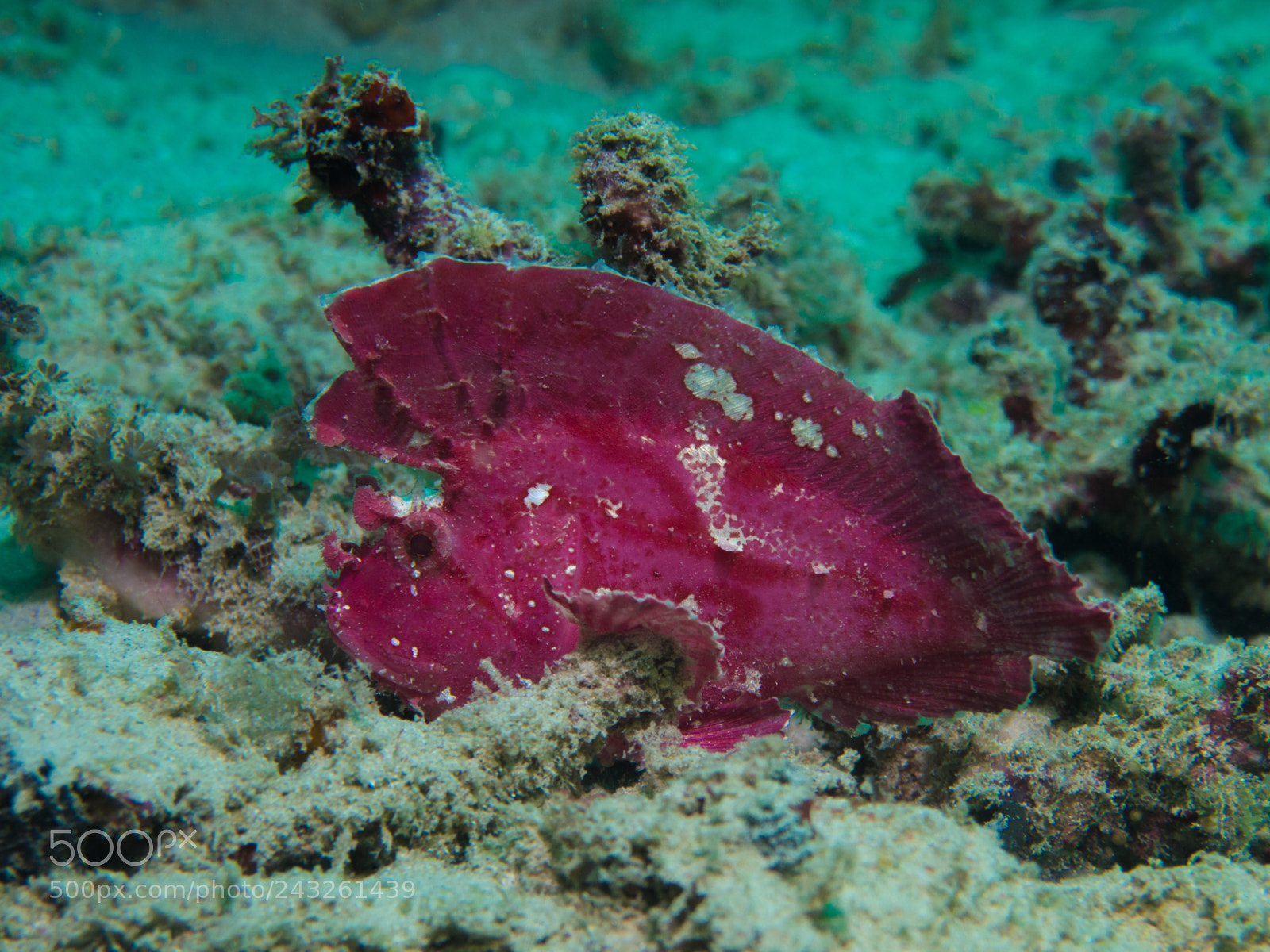 Olympus OM-D E-M10 sample photo. Leaf scorpionfish photography