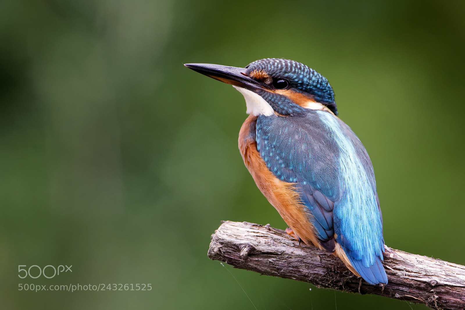 Canon EOS 7D Mark II sample photo. Kingfisher photography