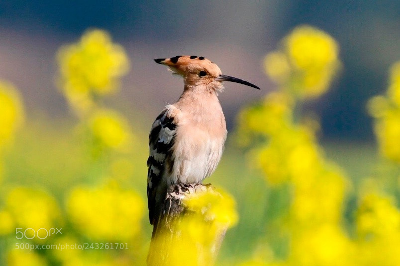 Nikon D500 sample photo. Blooming mustard photography