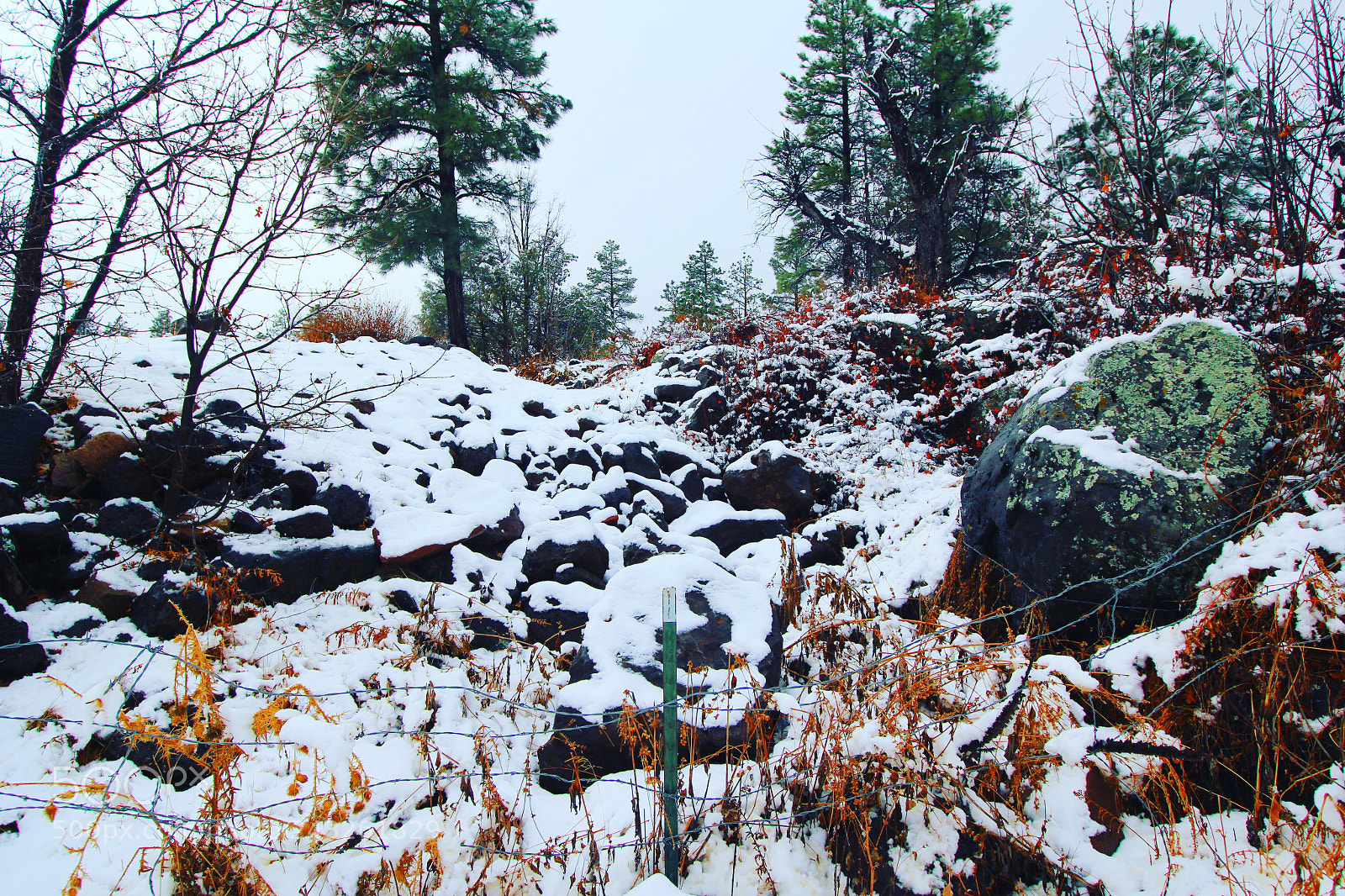 Canon EOS 550D (EOS Rebel T2i / EOS Kiss X4) sample photo. The snowy trail. photography