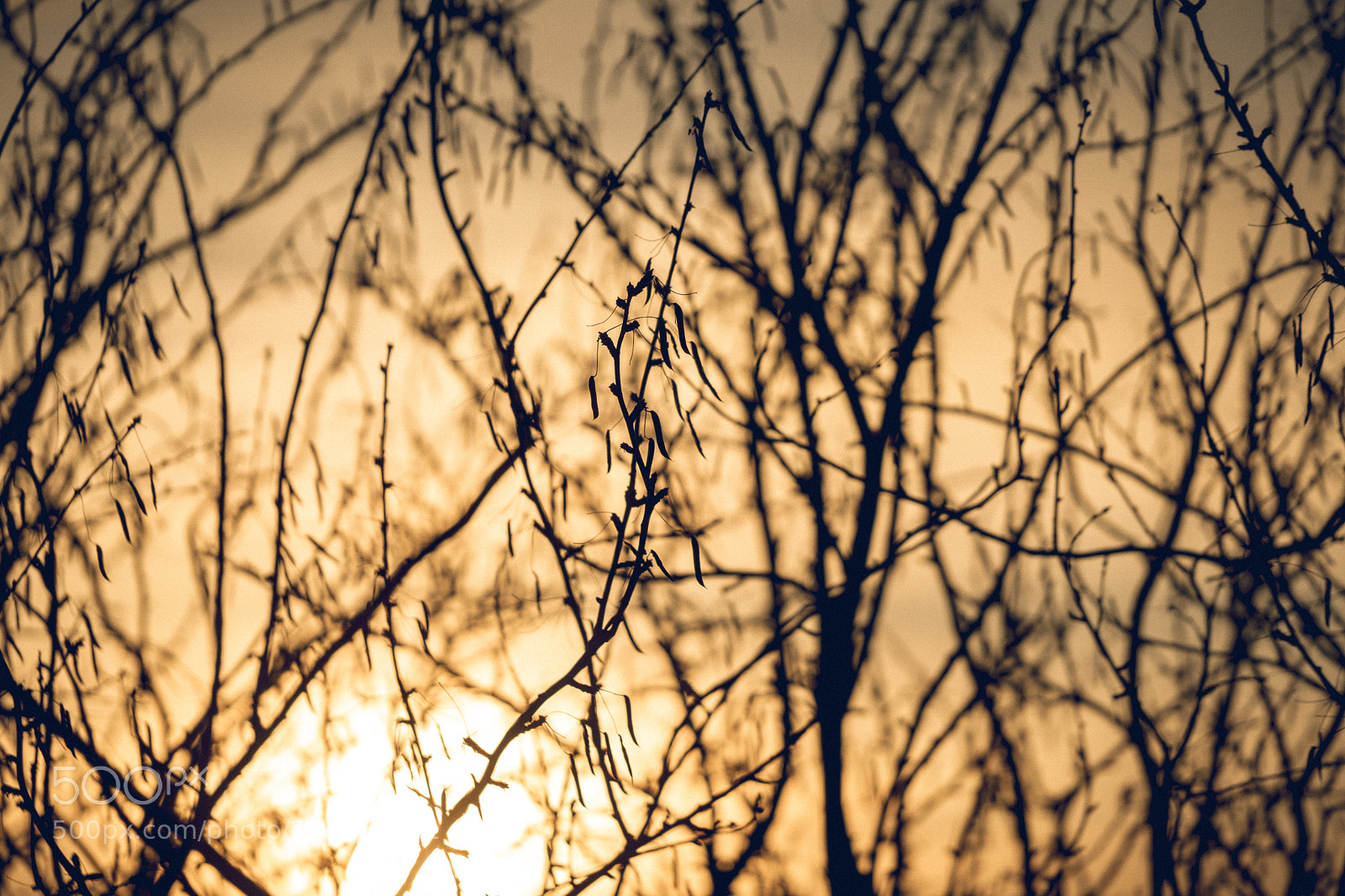 Sony a7 II sample photo. 017/365: january sunset (15:00) photography