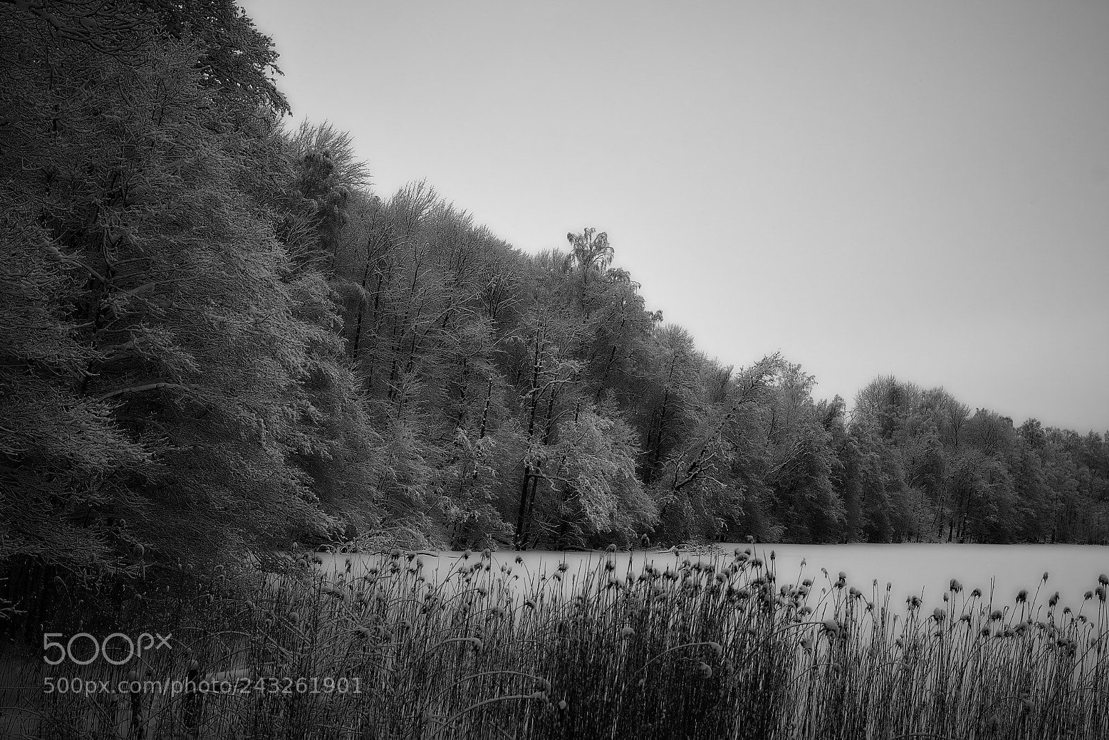Nikon D800E sample photo. Frozen view photography