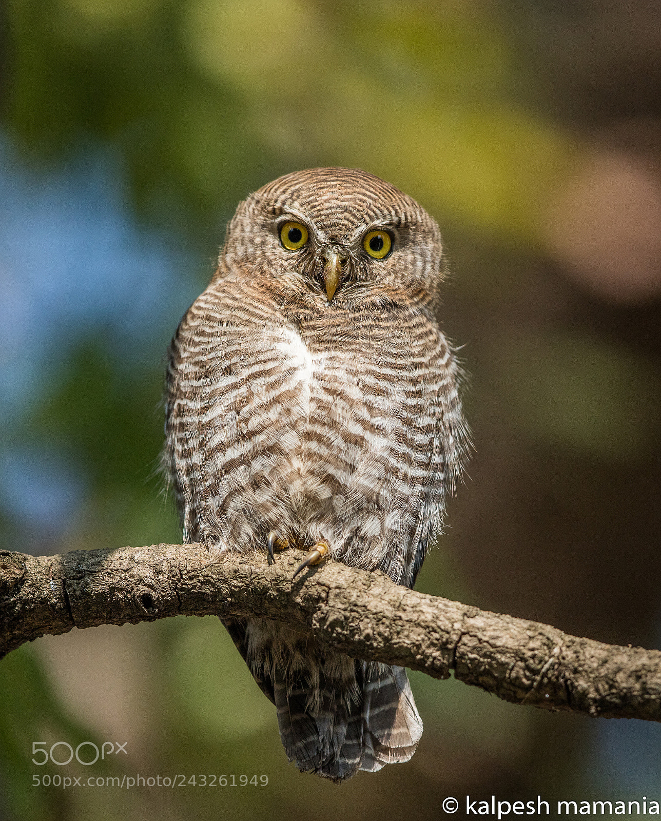 Canon EOS 5DS R sample photo. Jungle owlet.  photography