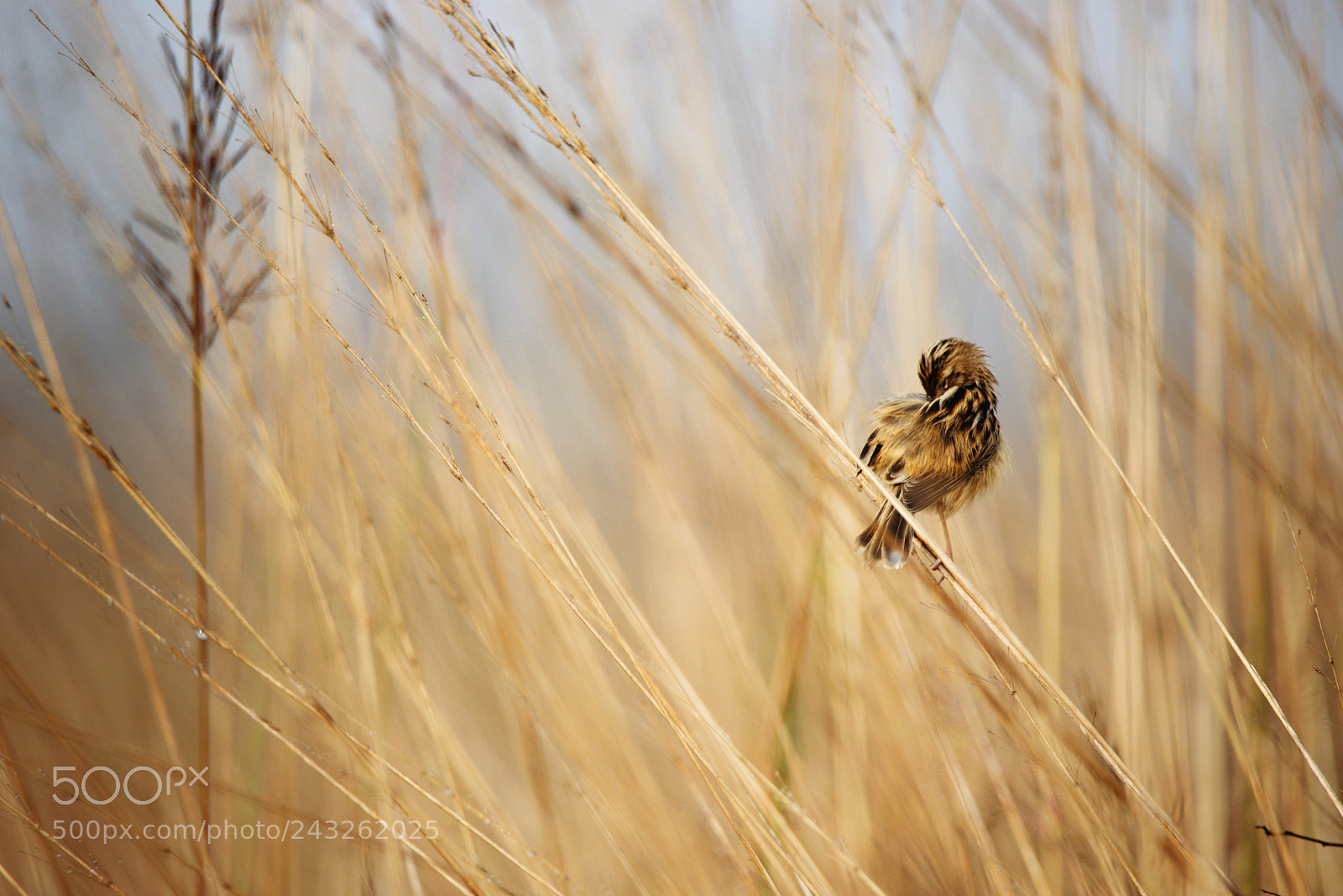 Nikon D610 sample photo. A beautiful background with photography