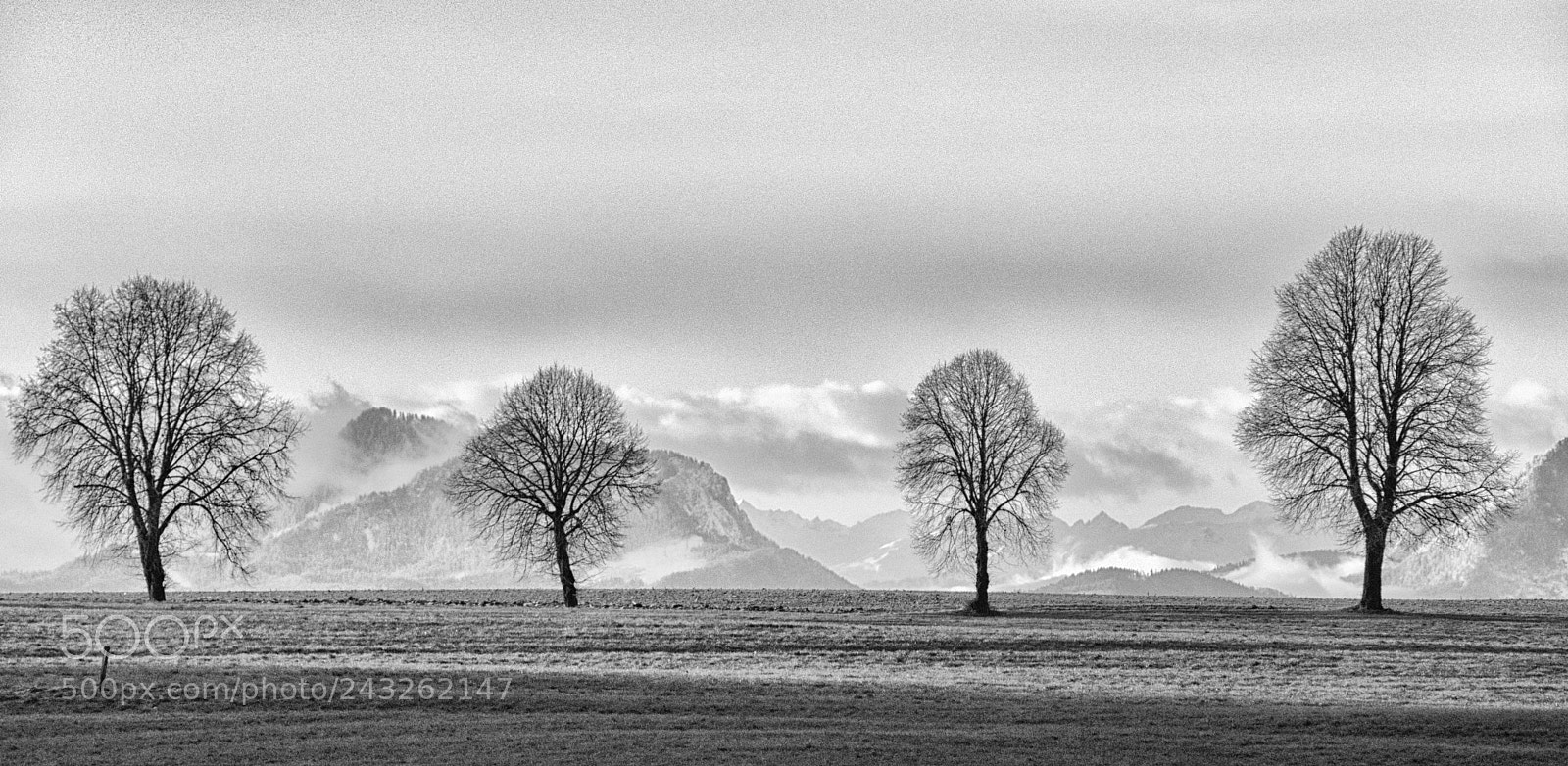 Panasonic Lumix DMC-FZ1000 sample photo. Four trees bw photography