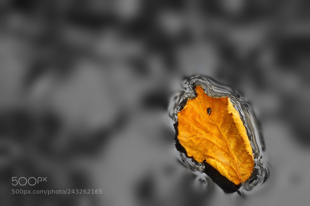 Canon EOS 650D (EOS Rebel T4i / EOS Kiss X6i) sample photo. A floating leaf photography
