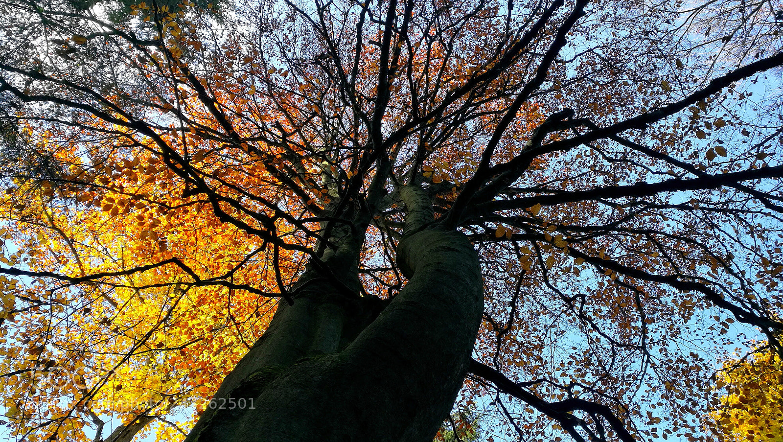 HUAWEI Honor 8 sample photo. Under the tree photography
