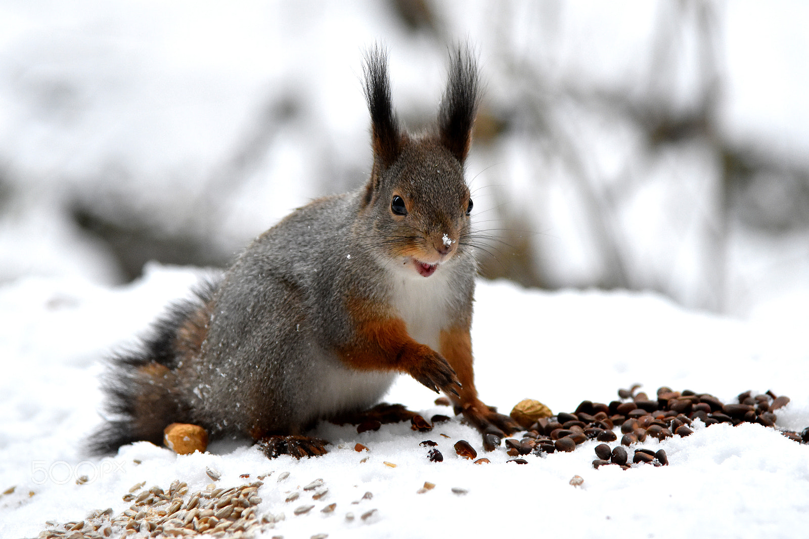 Nikon AF-S Nikkor 24-120mm F4G ED VR sample photo. Squirrel smiles photography