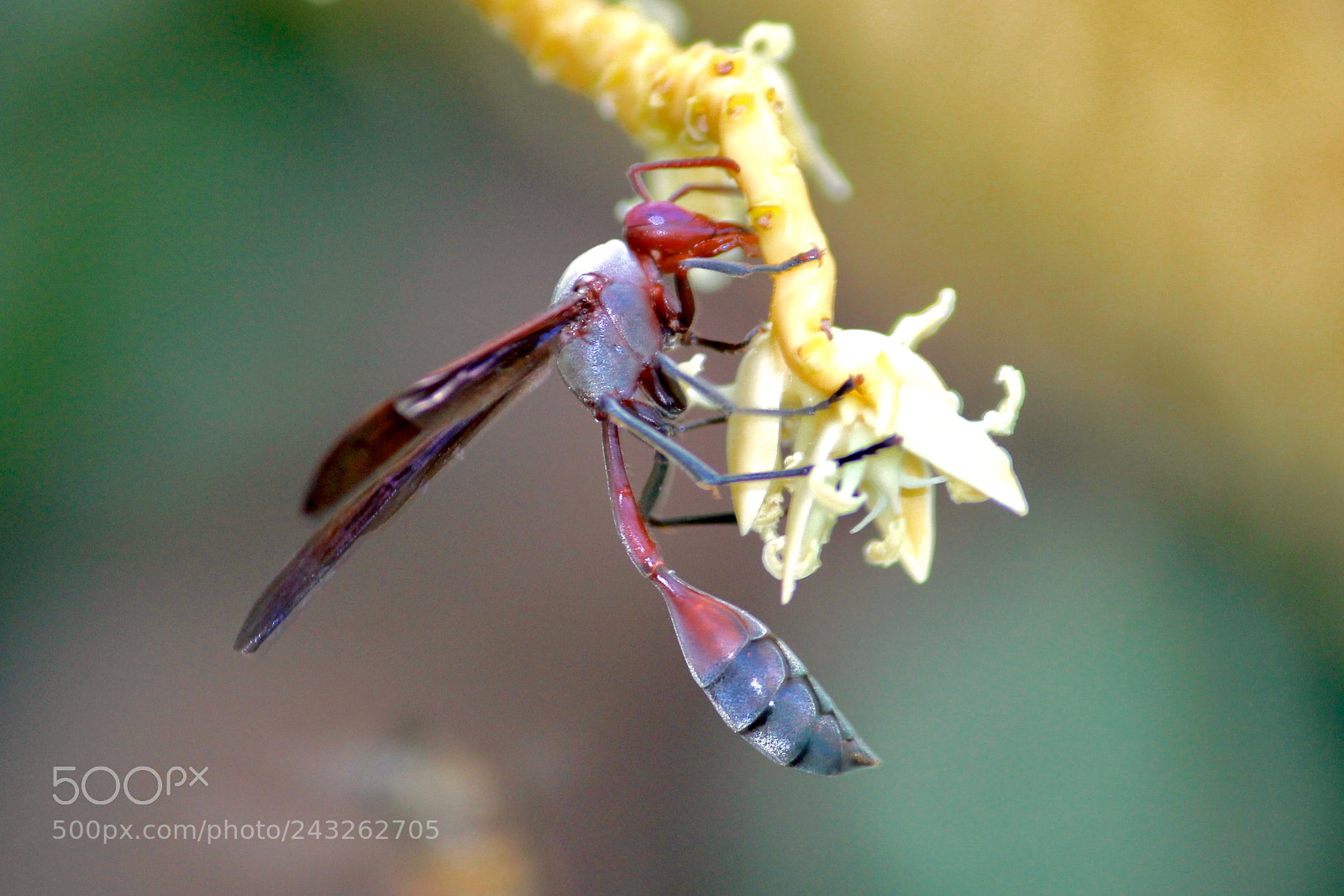 Canon EOS 60D sample photo. Wasp photography