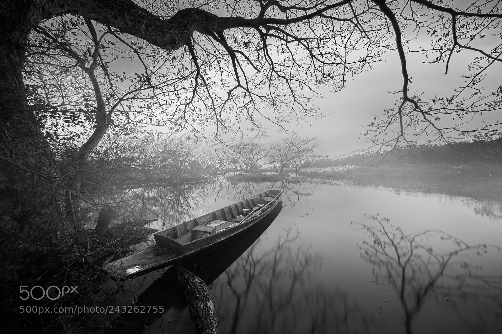 Sony a7 II sample photo. Tree bang phar wb photography
