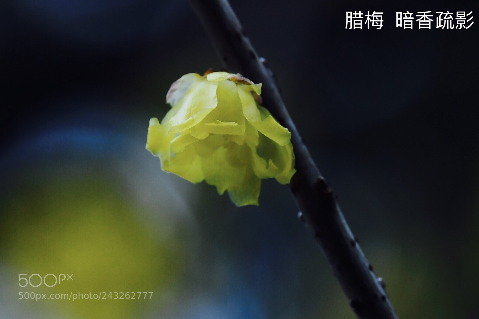 Nikon D5 sample photo. Blossom flower in clod photography