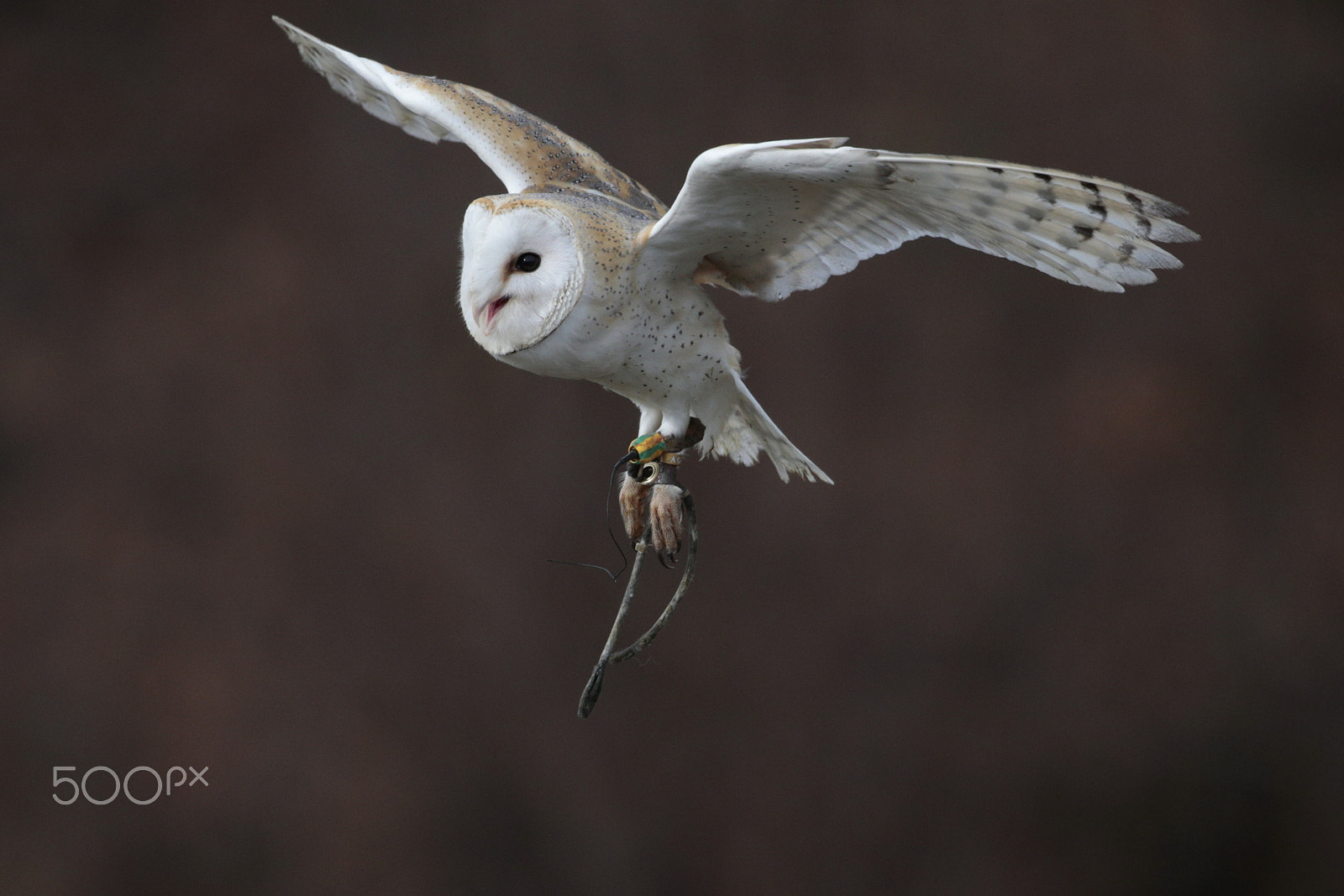 Canon EOS-1D X sample photo. Barn owl photography
