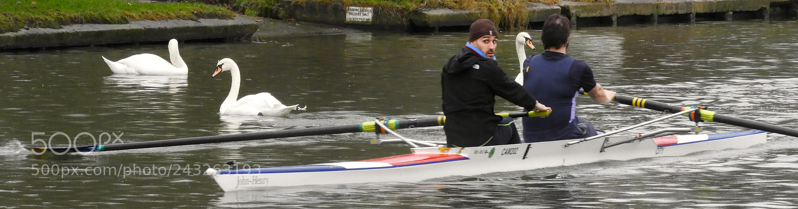 Nikon Coolpix B700 sample photo. Swans and rowers photography