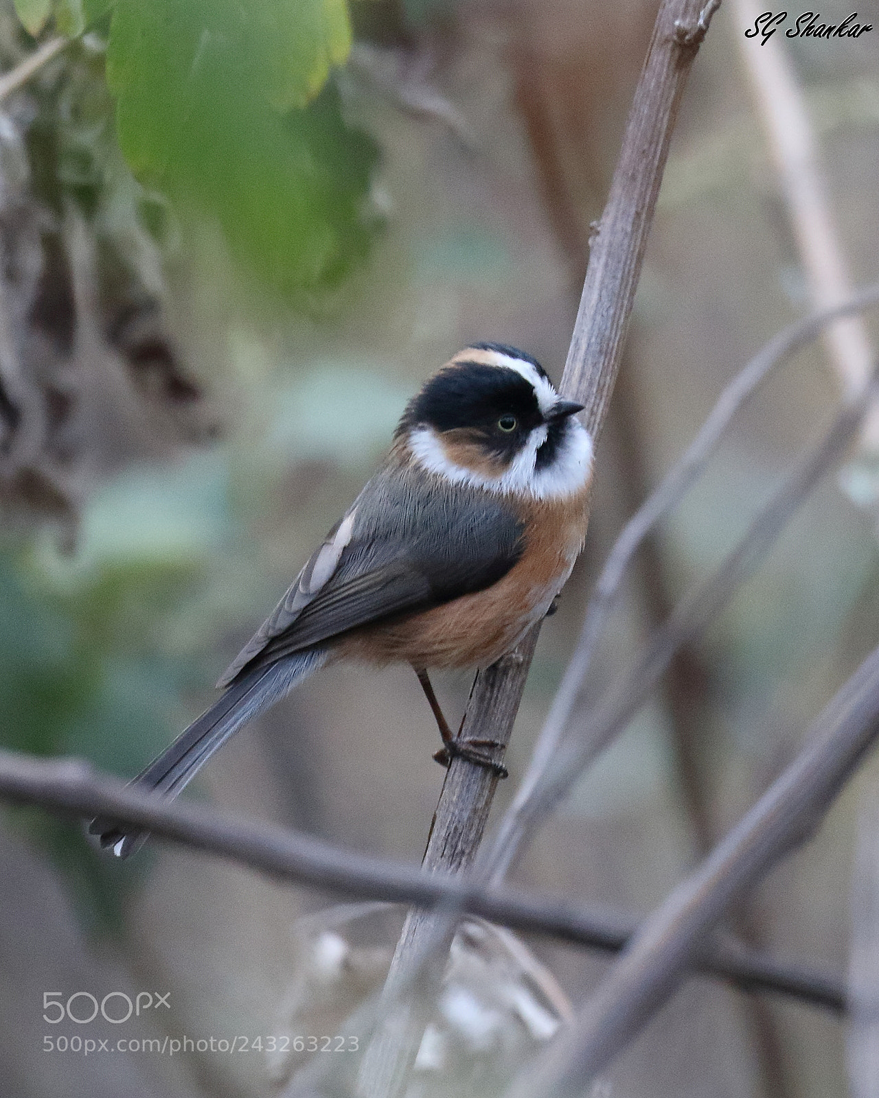 Canon EOS 7D Mark II sample photo. Black-browed tit photography