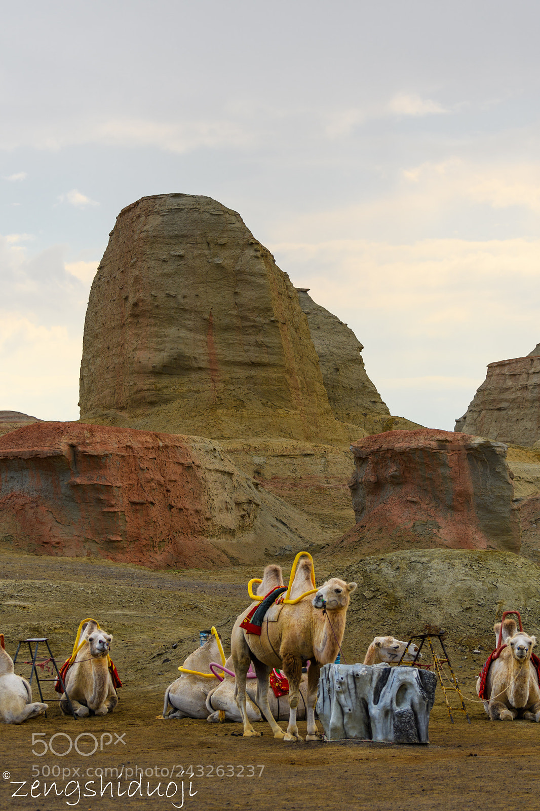 Nikon D500 sample photo. Camel photography
