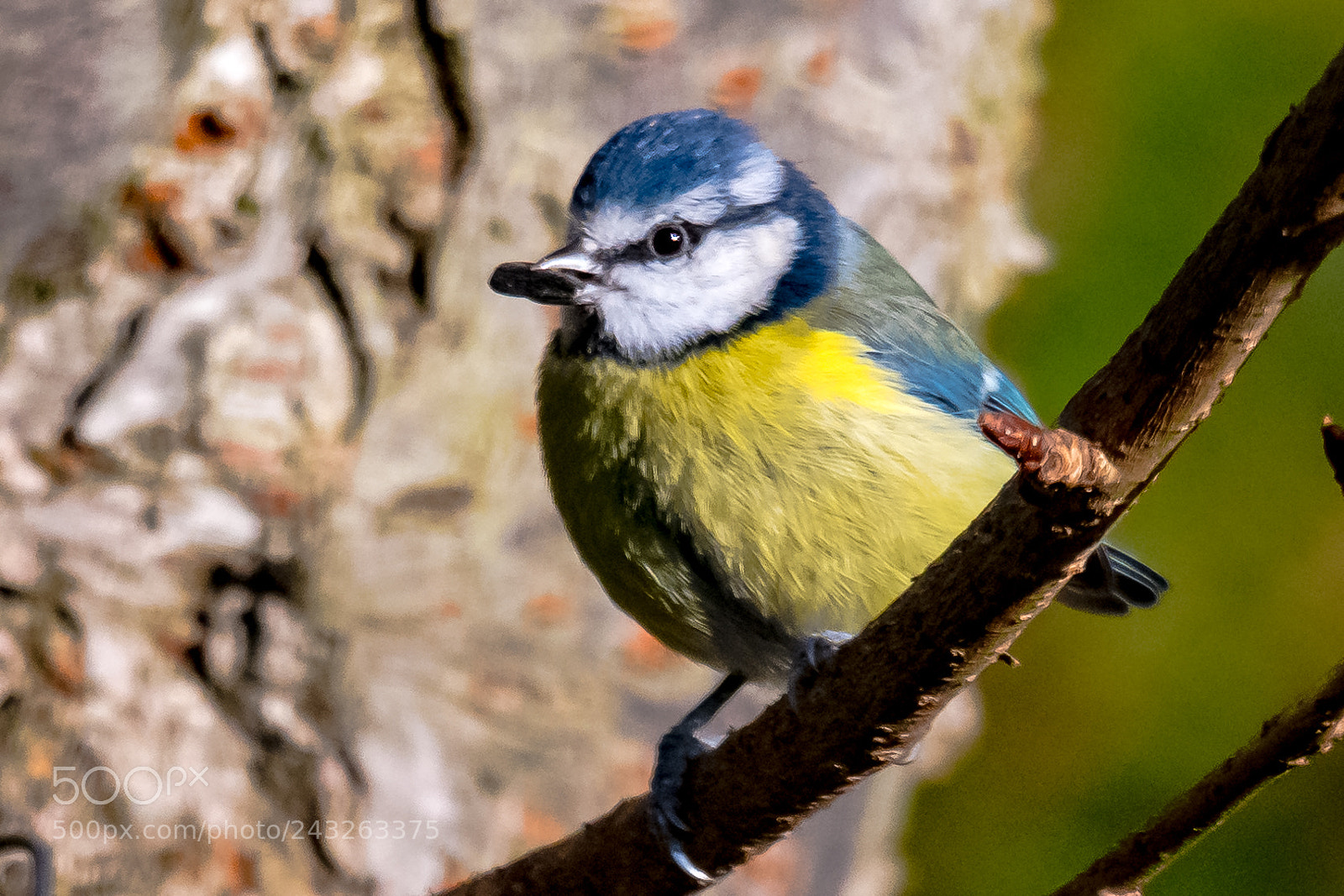 Nikon D850 sample photo. Presenting the nut photography