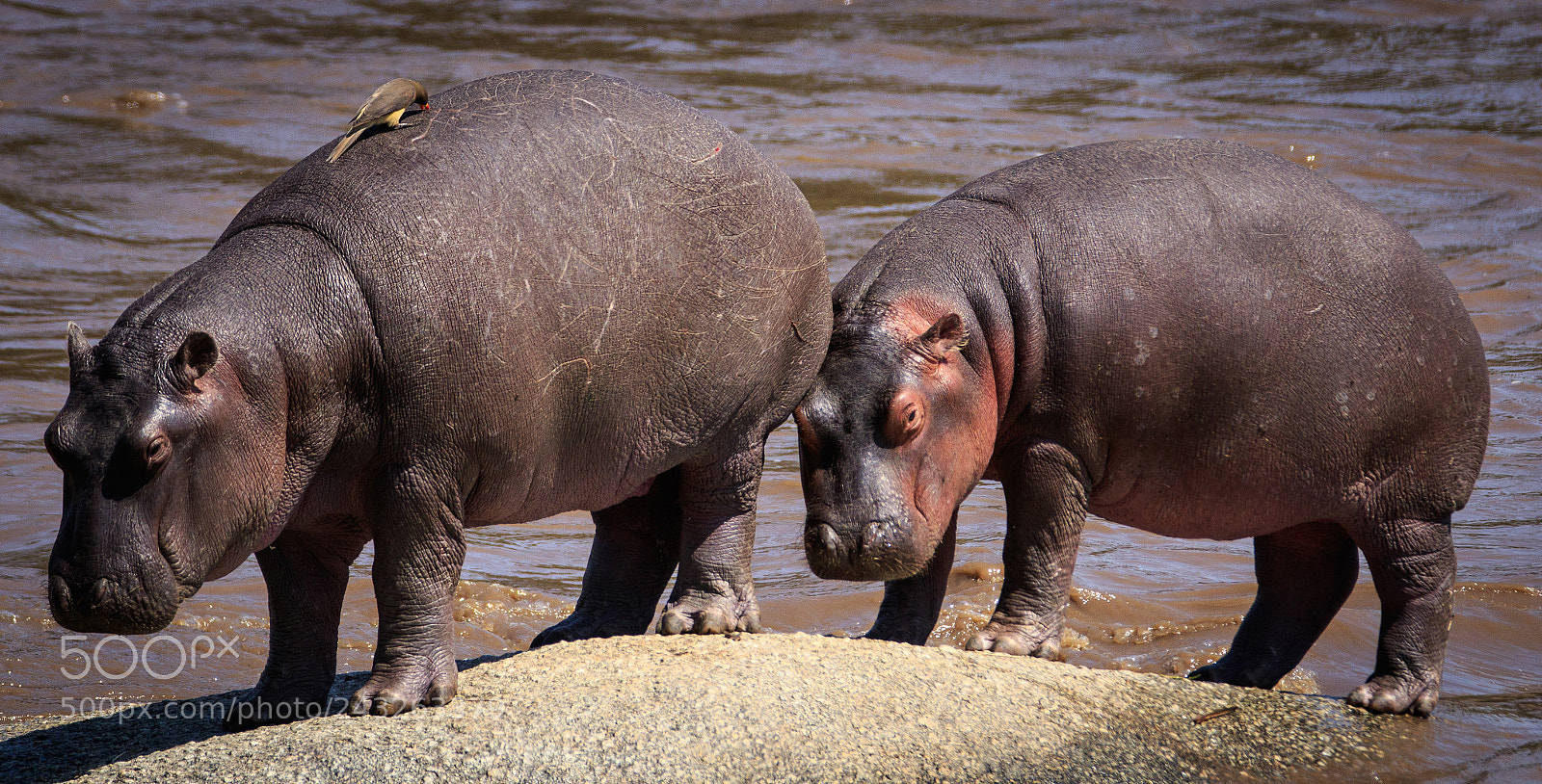 Canon EOS 7D Mark II sample photo. Tanzania - serengeti photography