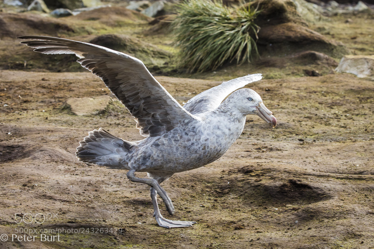 Canon EOS 5DS R sample photo. South polar skua photography