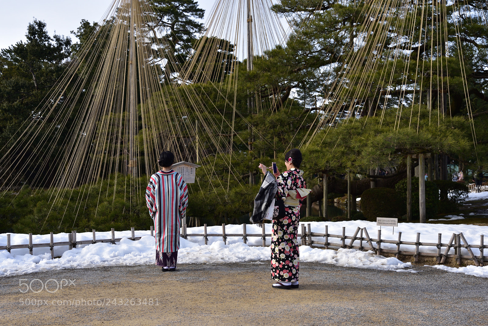 Nikon D750 + Nikon AF-S Nikkor 50mm F1.8G sample photo. 唐崎松 兼六園 photography
