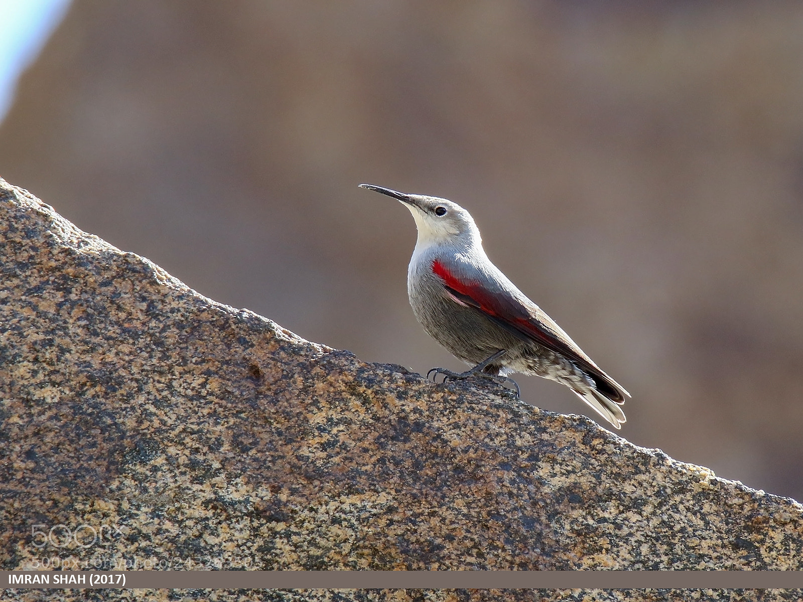 Canon EOS 7D Mark II sample photo. Wallcreeper (tichodroma muraria) photography