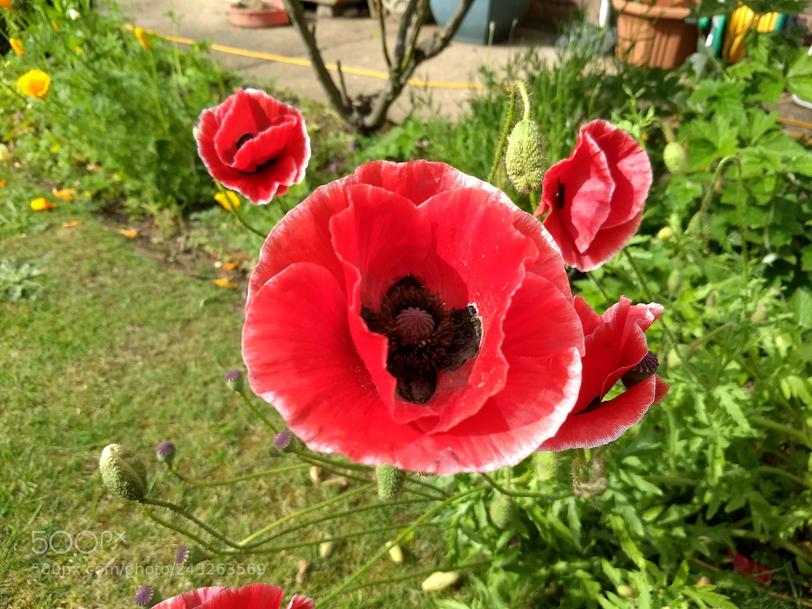 Motorola Moto G (5) Plus sample photo. Flower in the sun photography