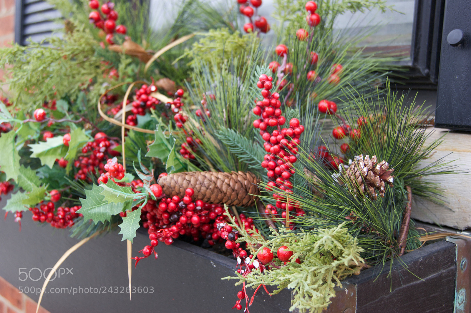 Sony Alpha DSLR-A290 sample photo. Red berries in the photography