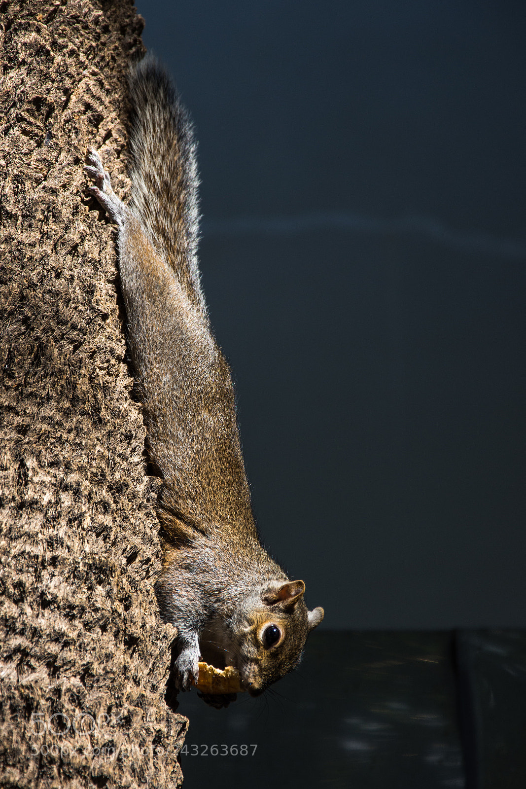Nikon D7200 sample photo. Grey squirrel at lunch photography
