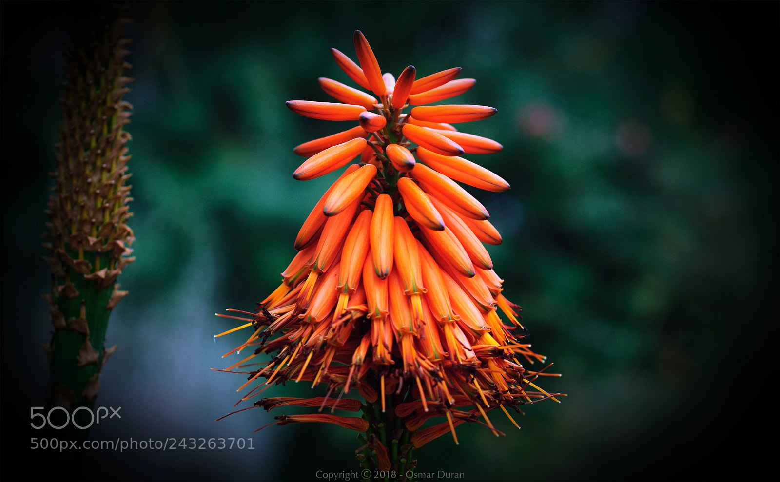 Nikon D200 sample photo. Aloe mitriformis photography
