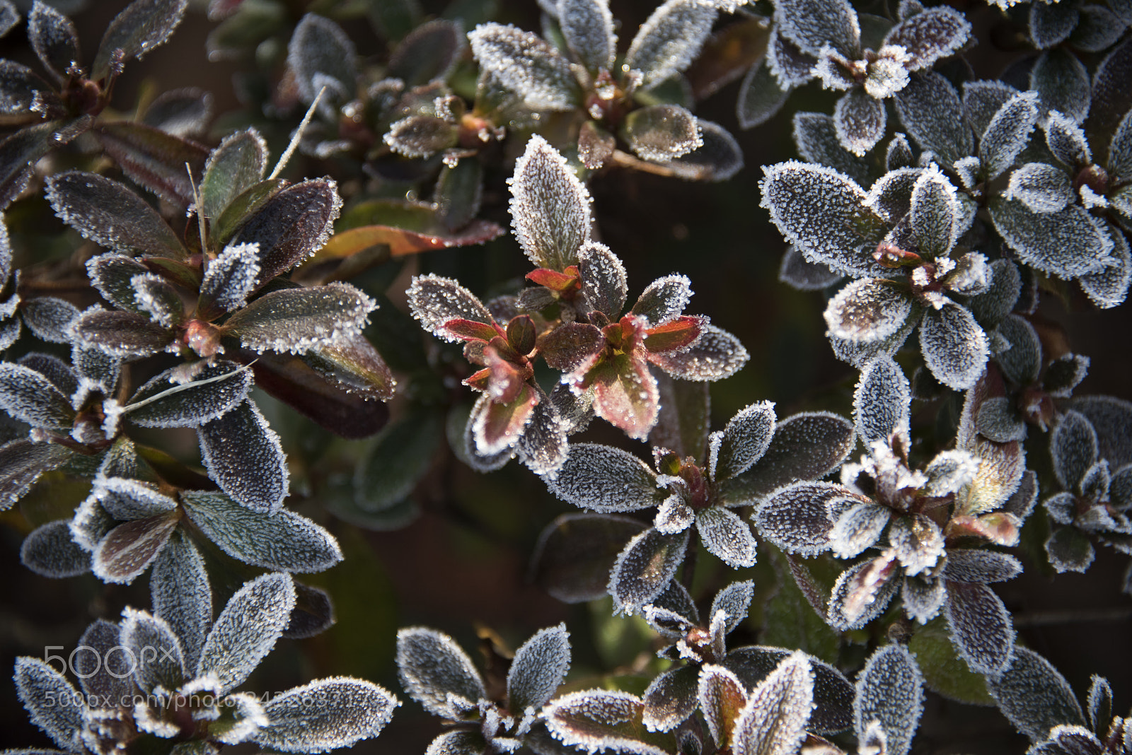 Nikon D810 sample photo. The frost flower1 photography