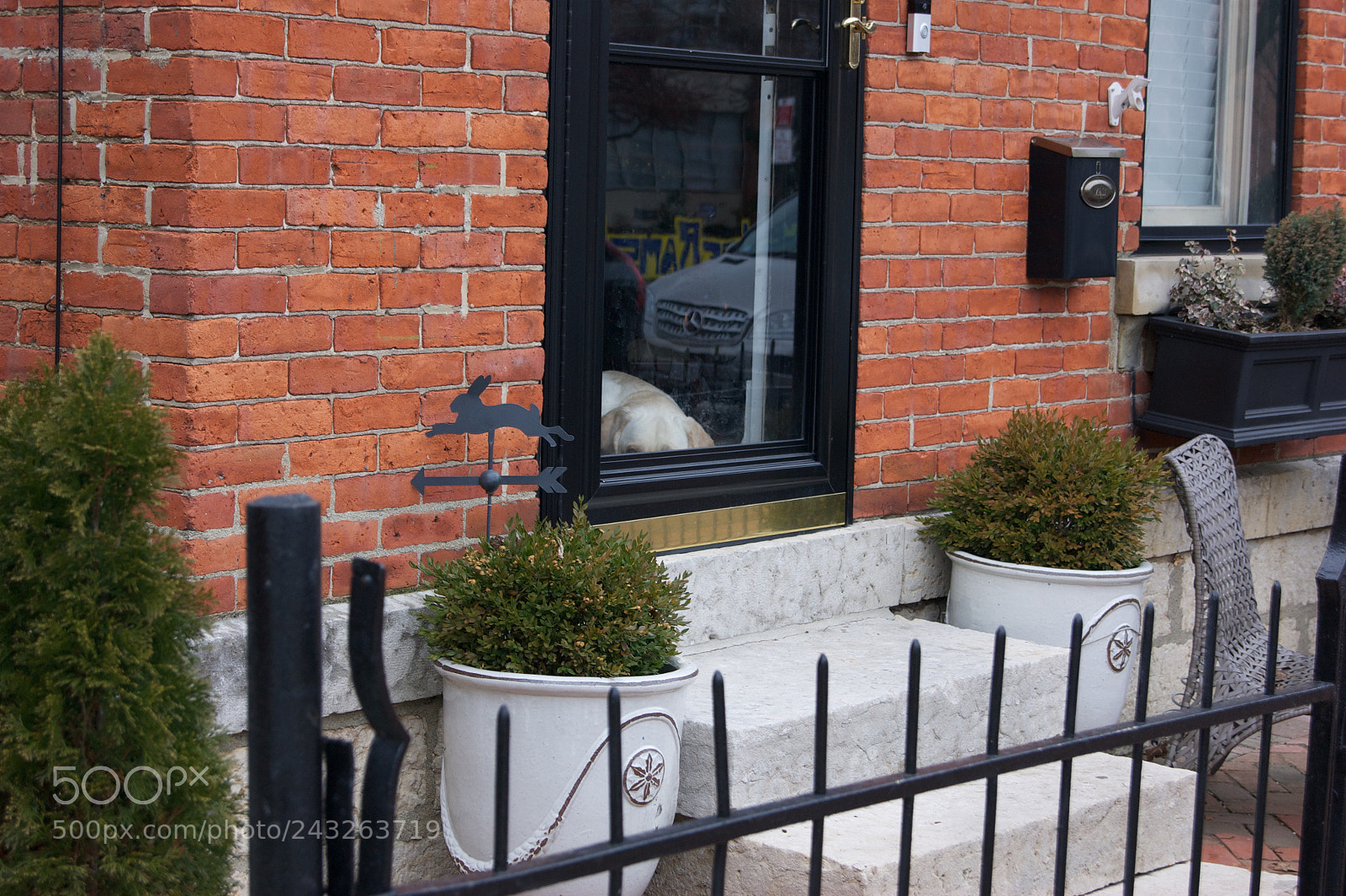 Sony Alpha DSLR-A290 sample photo. I see you doggy photography
