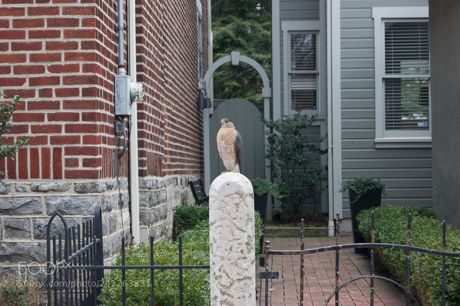 Sony Alpha DSLR-A290 sample photo. Just a bird in photography