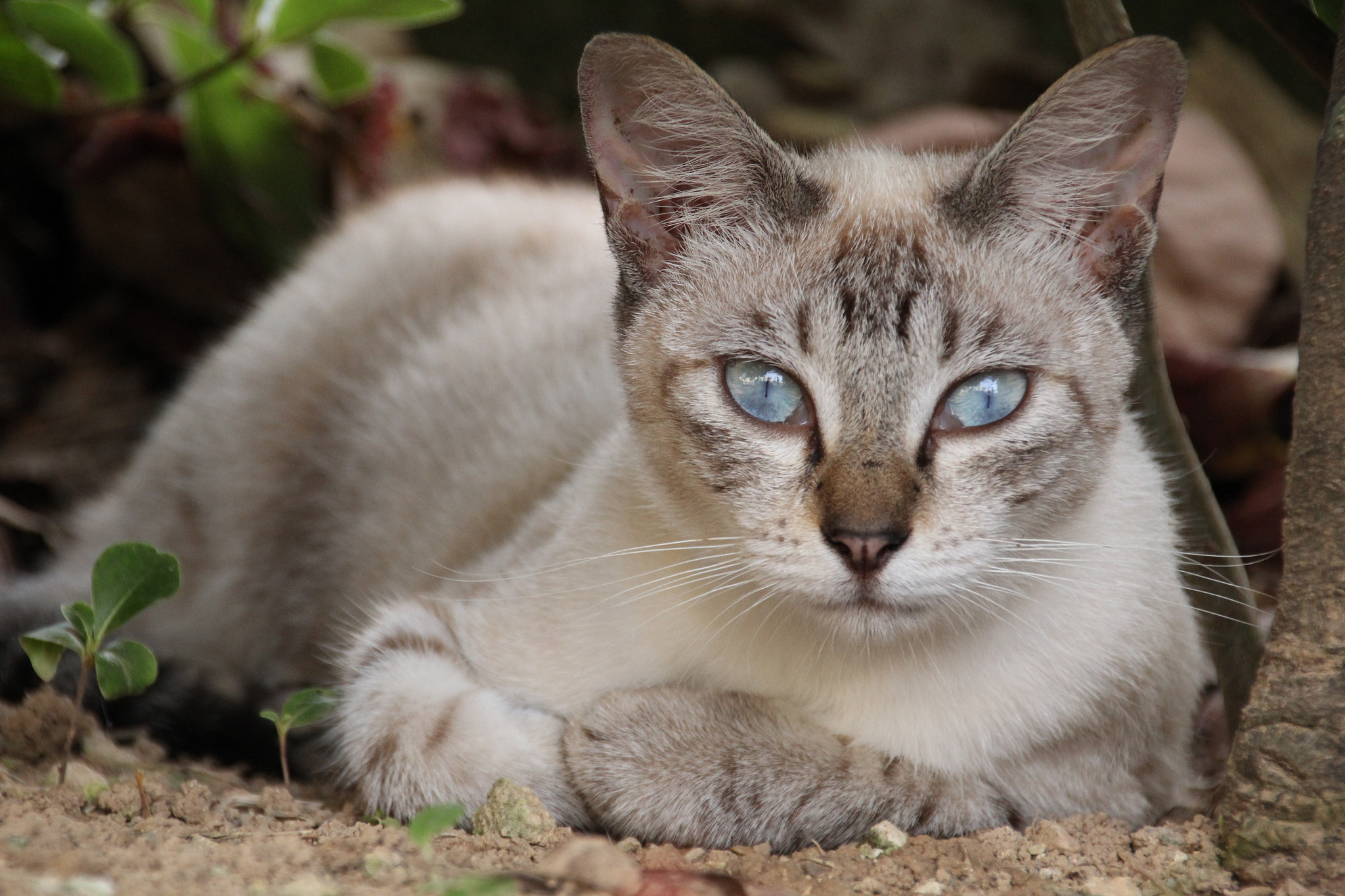 Canon EOS 60D sample photo. Staring blue eyes. photography
